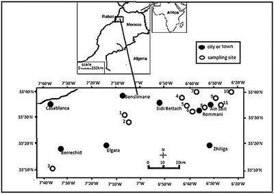 Phenotypic and Genotypic Diversity Among Symbiotic and Non-symbiotic Bacteria Present in Chickpea Nodules in Morocco